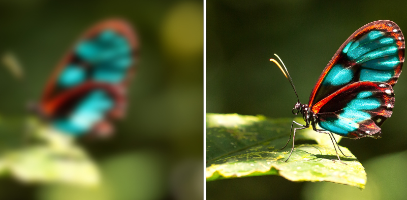 Two images of a butterfly, the left side is blurred to represent vision issues, while the right side is clear